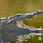 Arti Mimpi Melihat Buaya Hitam Di Sungai